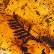 Burmese Amber Fossil: 99
