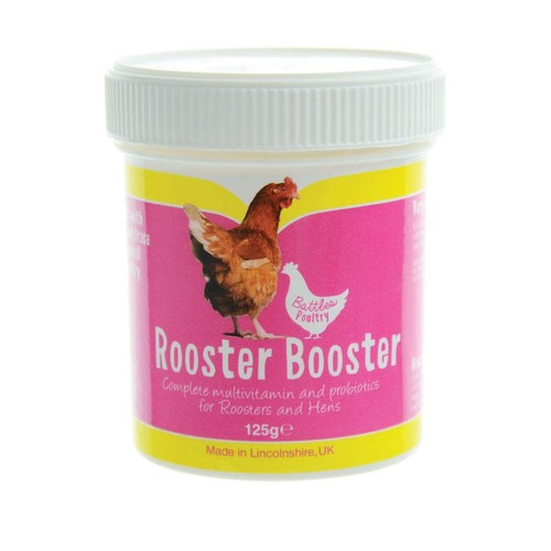 Battles poultry rooster - poultry,
