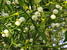 200 fresh mistletoe berries - fresh,