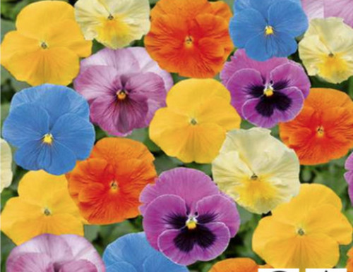 Winter flowering pansy - winter,