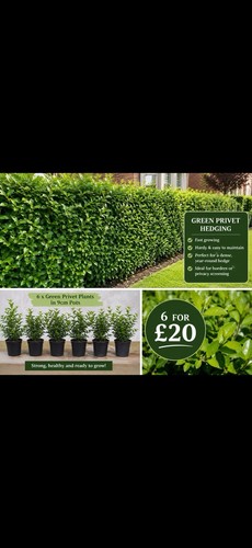 Bushy green privet hedging - bushy,