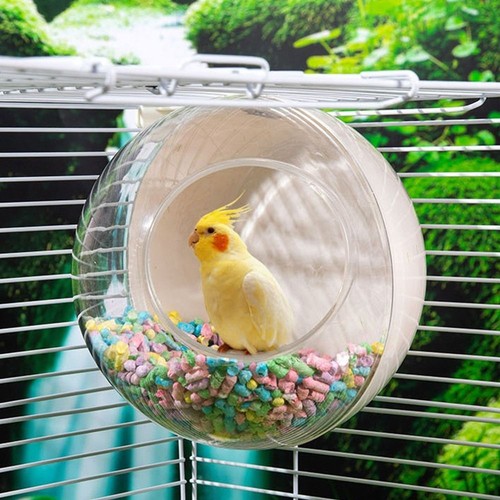 Parrot budgie lovebirds - budgie,