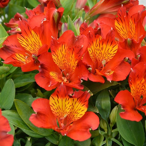 Alstromeria inca holland - alstromeria,