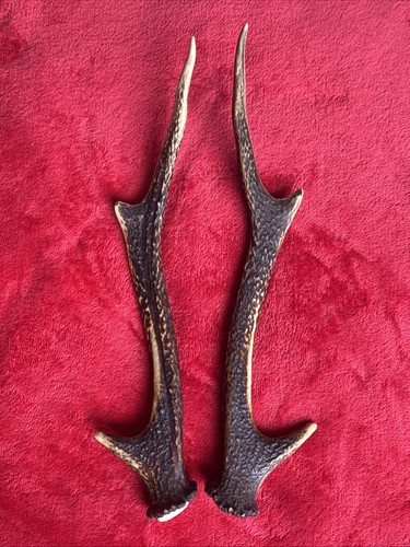 Pair sika deer - deer, antlers
