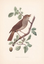 1954 THRUSH NIGHTINGALE Bird
