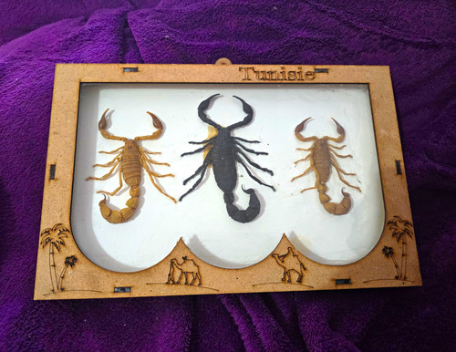Mounted scorpion taxidermy - mounted,
