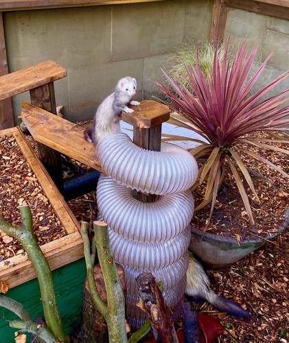 Pet rabbit ferret rat mouse - ferret,
