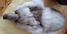 Real Fox Head + Tail Face Pelt