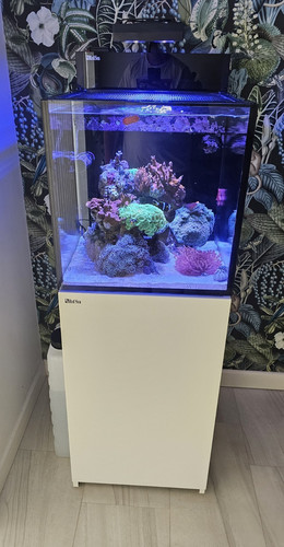 Red sea max - red,