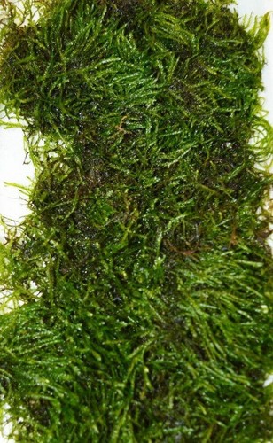 10g java moss live - moss, aquarium