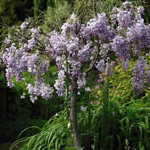 Wisteria sinensis patio - wisteria,