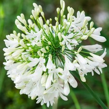 Agapanthus africanus plug