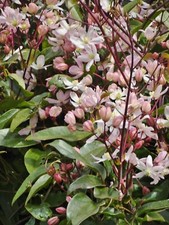 Clematis armandii 'Appleblossom'