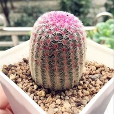 5CM Succulents Cactus Plant