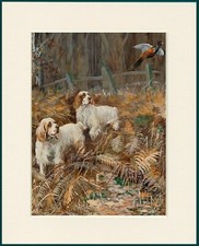 CLUMBER SPANIEL TWO DOGS  AND