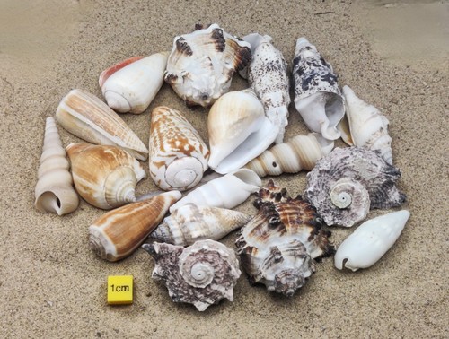 Shells for hermit crabs - shells,