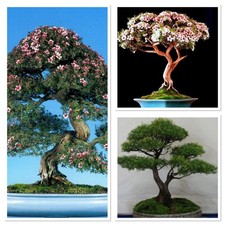 Manuka Tea Tree! Bonsai