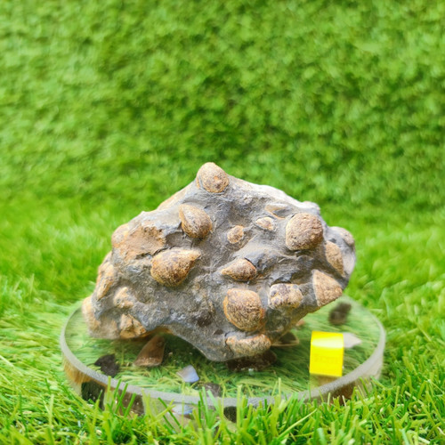 Shell fossil block - , port