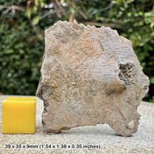 Trionyx Fossil Turtle Shell