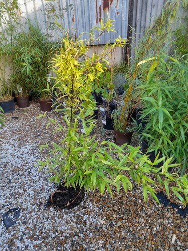 Phyllostachys nigra black - phyllostachys,