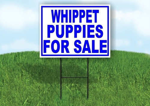 Whippet puppies for sale blue - for,