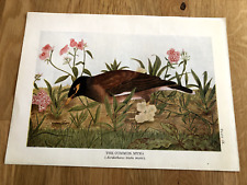 the common myna ( bird )  1924 colour print