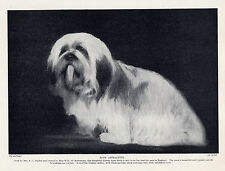 LHASA APSO ATTRACTIVE LITTLE BITCH OLD 1930'S ORIGINAL DOG PRINT