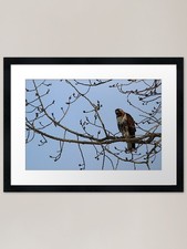 Juvenile Borealis Red-Tailed