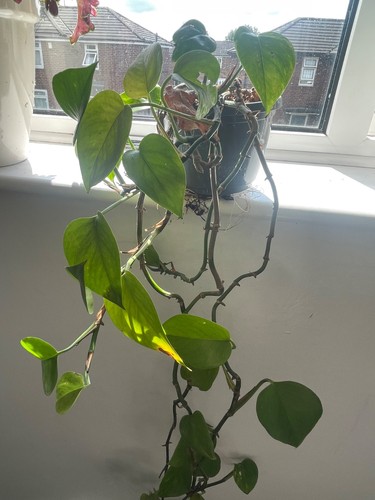 Devils ivy plant - devils,