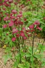 Boggy garden & Moist ground