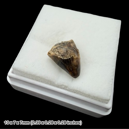 Rare crocodile teeth - rare,