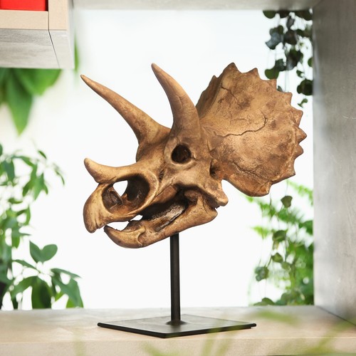 Triceratops dinosaur skull - triceratops,