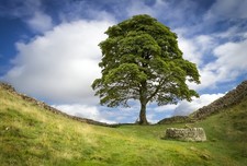 Small A6 Sycamore Gap Tree Poster (Brand New)