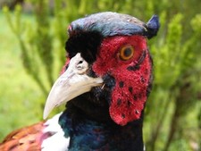 MOUNTED MALE COCK PHEASANT TAXIDERMY