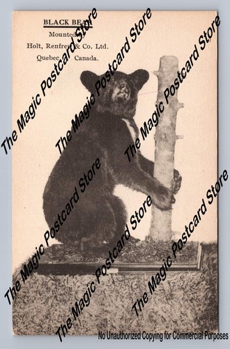 Taxidermy black bear antique - taxidermy,