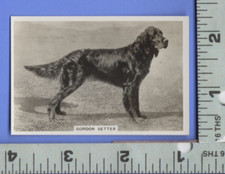 E552 Senior Service Cigarette insert card Gordon Setter bird dog photo image