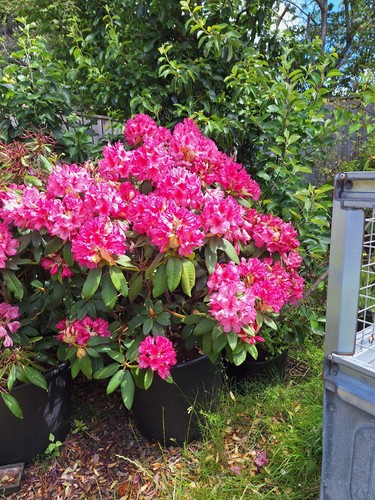 Rhododendron plant large in - rhododendron,