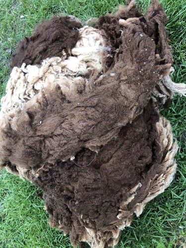 Shetland ewe whole fleece - shetland,
