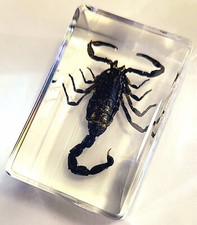Real 44mm Black Scorpion in