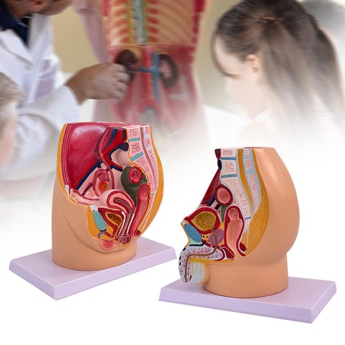 Anatomical model pelvis - of, and