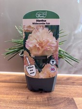 Dianthus Widecombe Fair P9