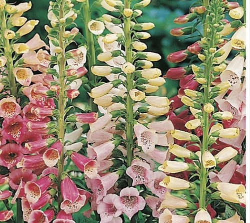 Foxglove digitalis purpurea - foxglove,