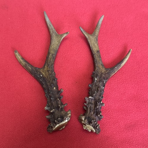 Pair roe deer antlers - pair, of
