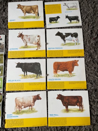 Vintage farm cow dairy - cow,