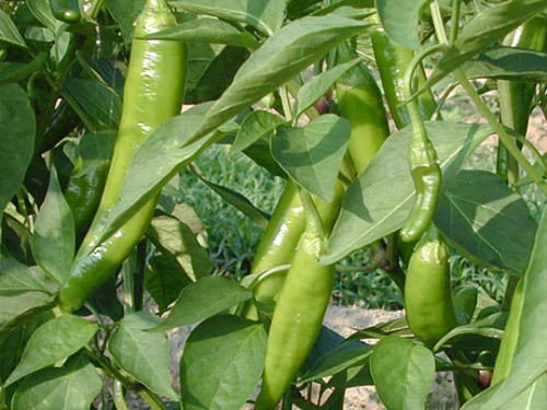 Vegetable hot chilli pepper - hot,