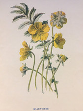 Antique Print 1910 Botanical