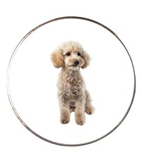 Miniature Poodle Dog Pet