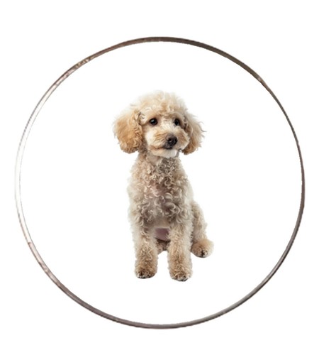 Miniature poodle dog - miniature,