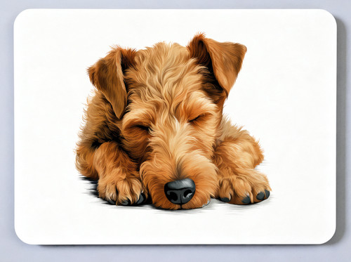Welsh terrier picture - welsh,