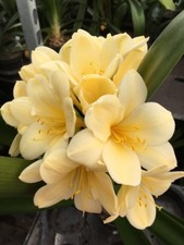 3 x Clivia Miniata - Citrina
